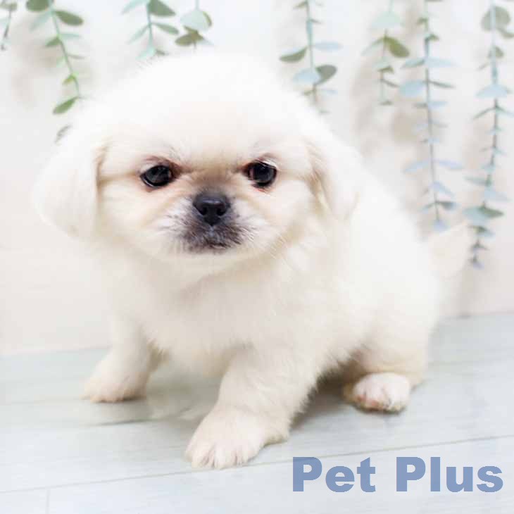 ペキニーズの写真2