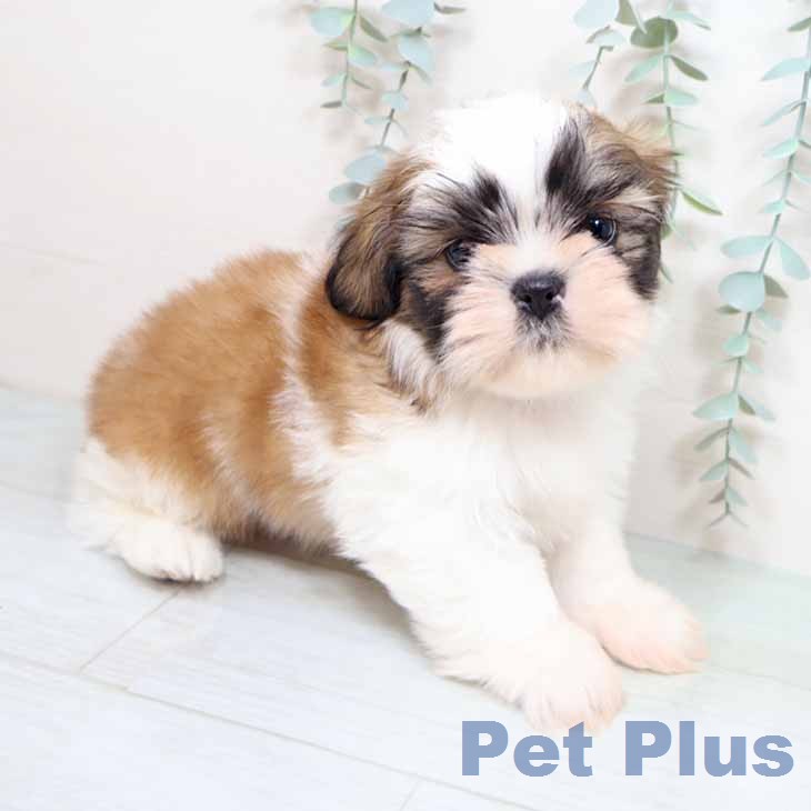 シー・ズーの写真2