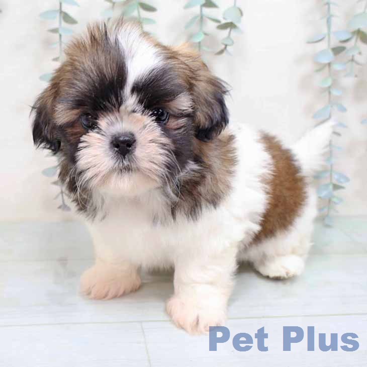 シー・ズーの写真2