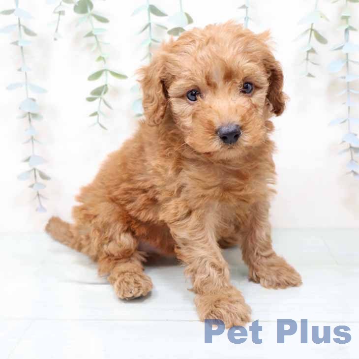 トイ・プードル