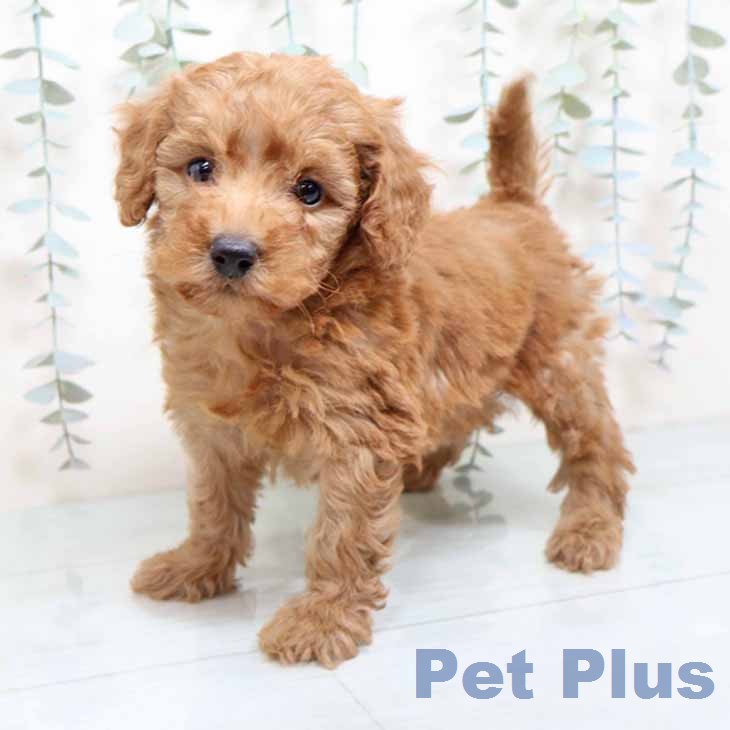 トイ・プードルの写真2