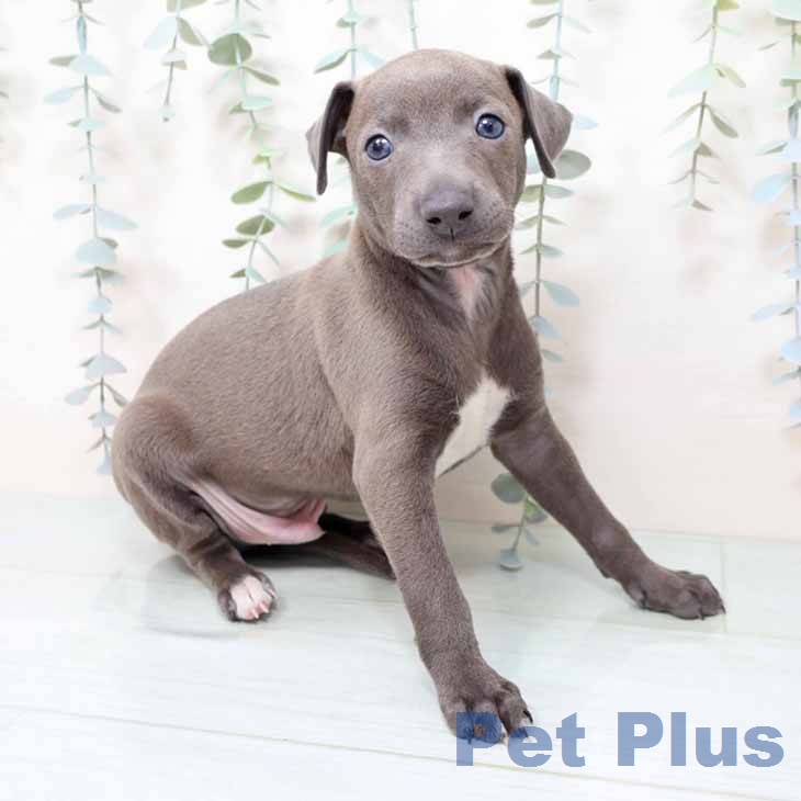 イタリアン・グレーハウンド