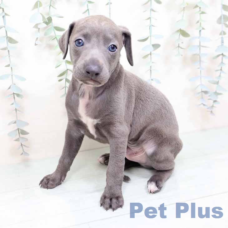 イタリアン・グレーハウンド