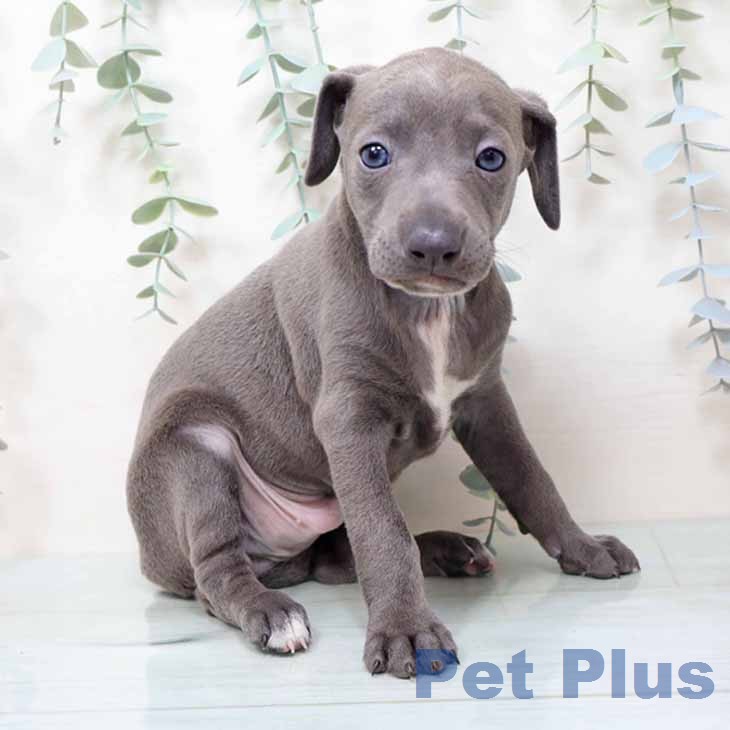 イタリアン・グレーハウンドの写真2