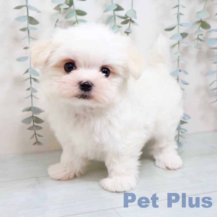 マルチーズの写真2