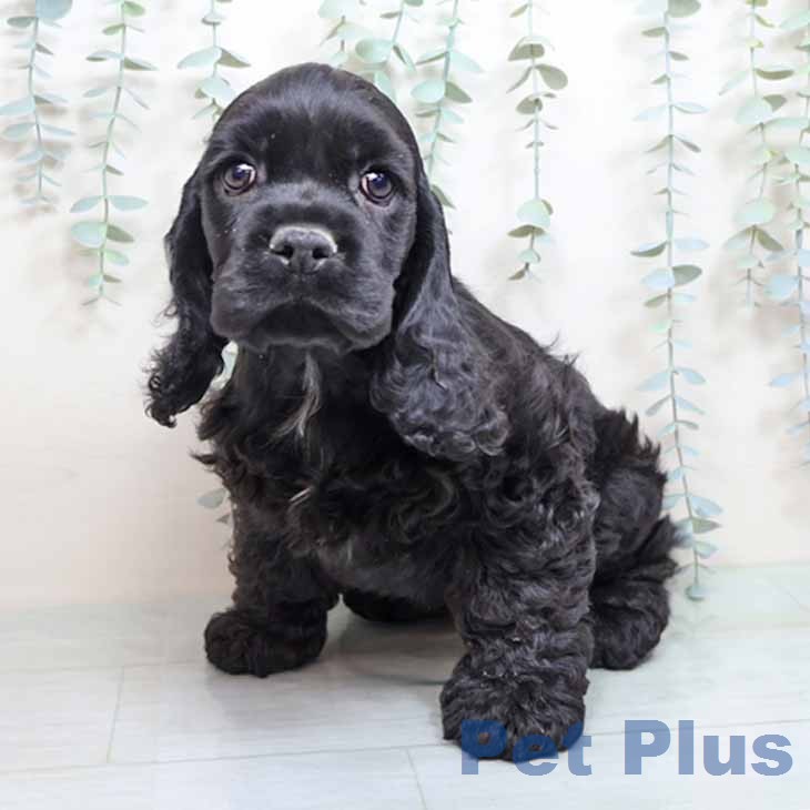 アメリカン・コッカー・スパニエル