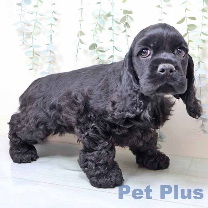 アメリカン・コッカー・スパニエルの写真2