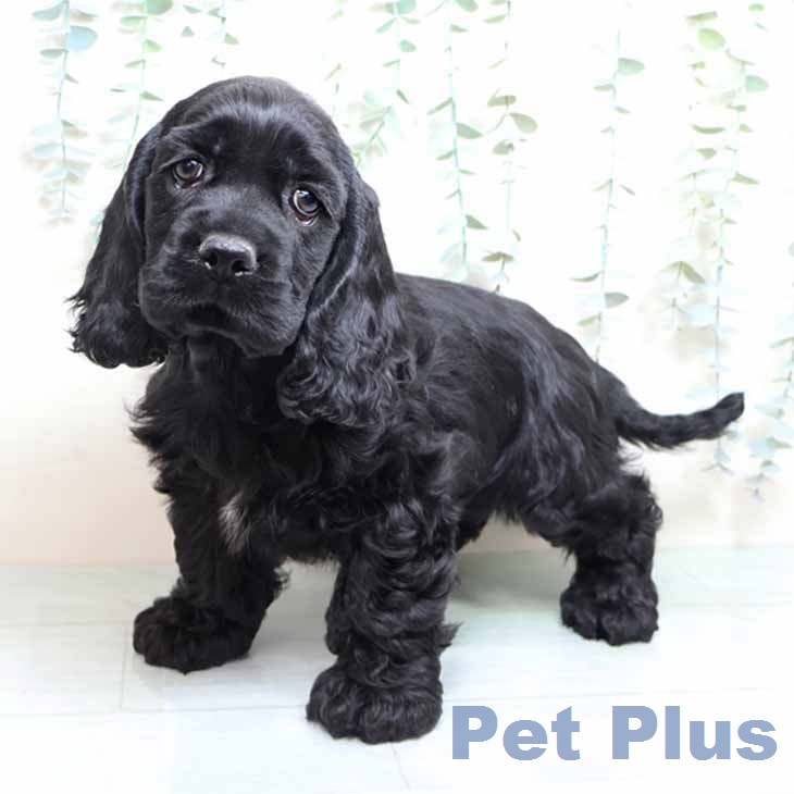 アメリカン・コッカー・スパニエルの写真2