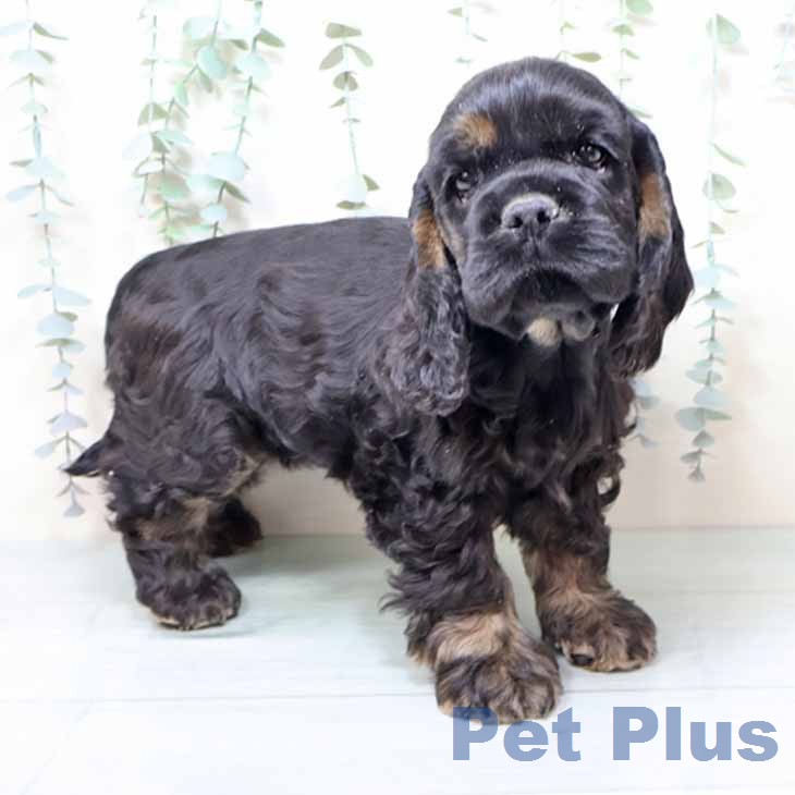 アメリカン・コッカー・スパニエル