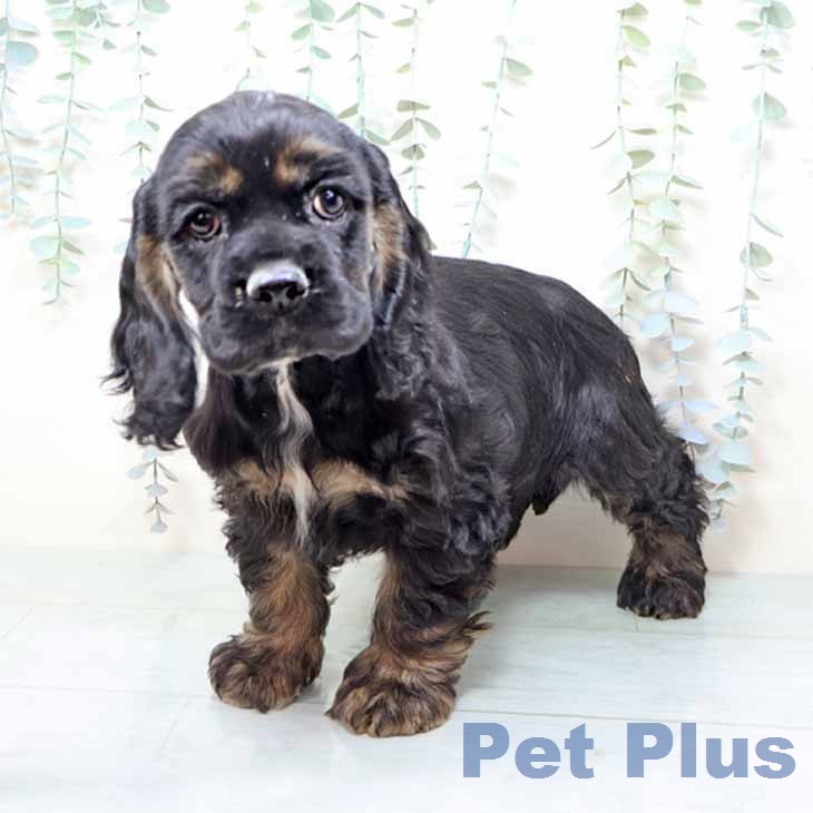 アメリカン・コッカー・スパニエルの写真2