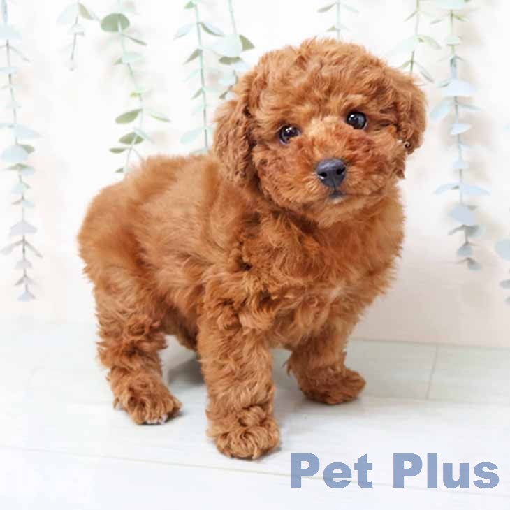 トイ・プードル