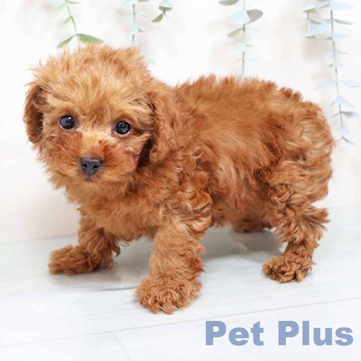 トイ・プードルの写真2