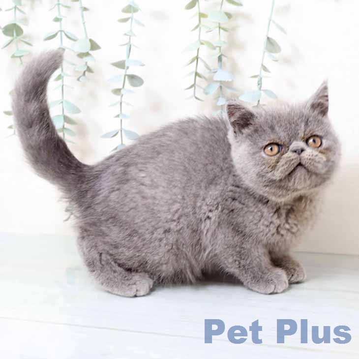 エキゾチックの写真2