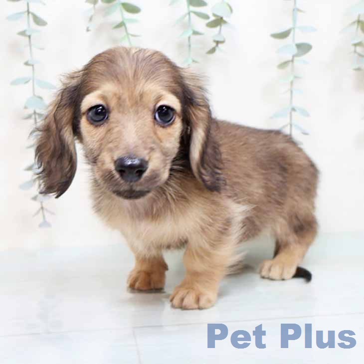 ミニチュア・ダックスフンド