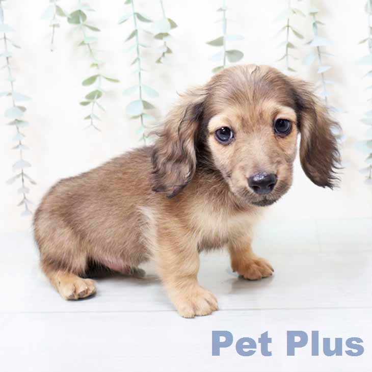 ミニチュア・ダックスフンドの写真2