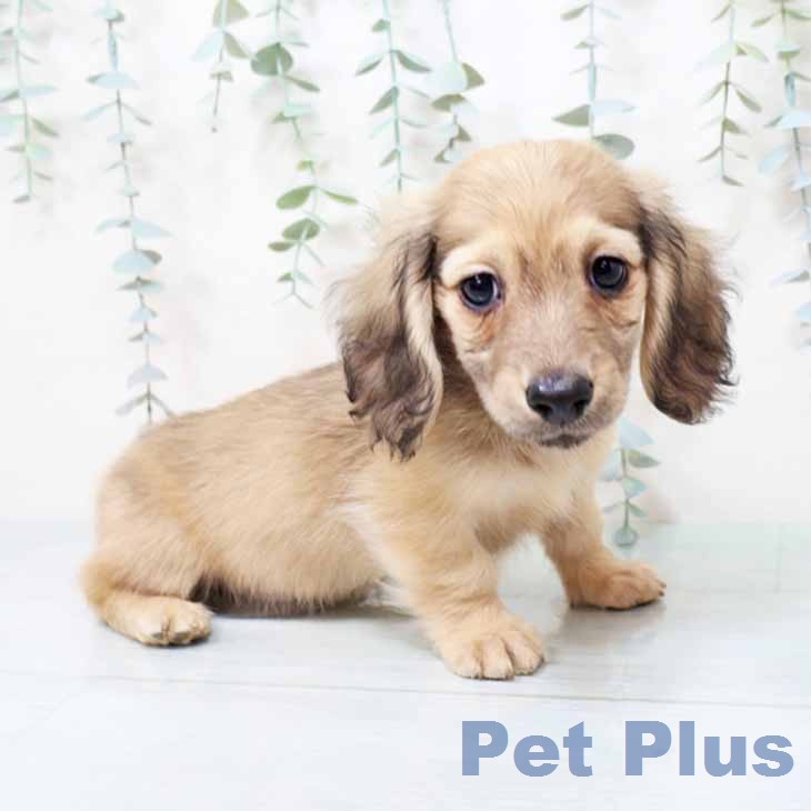 ミニチュア・ダックスフンド