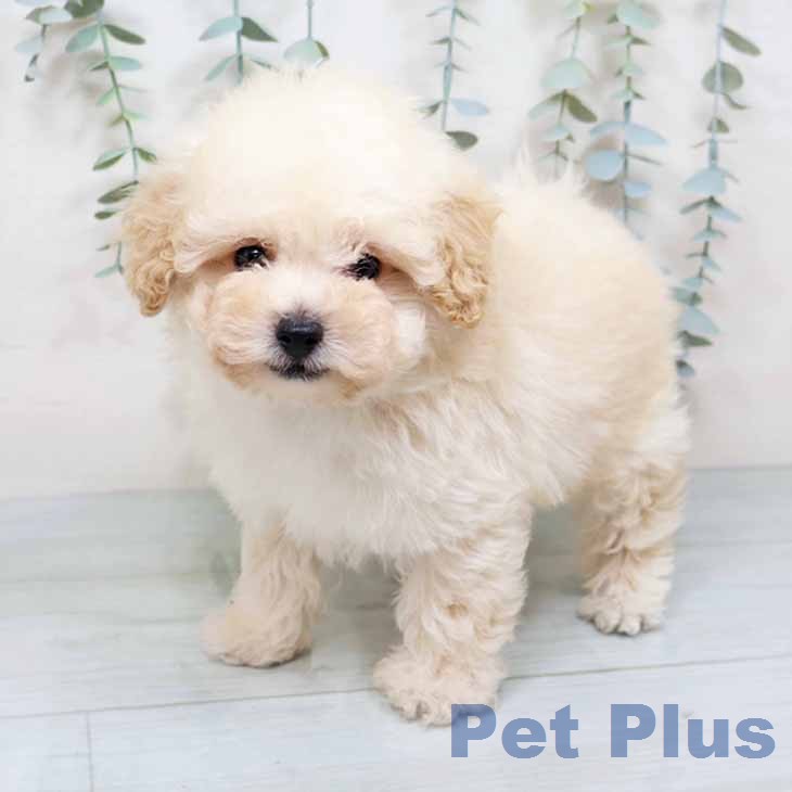 トイ・プードルの写真2