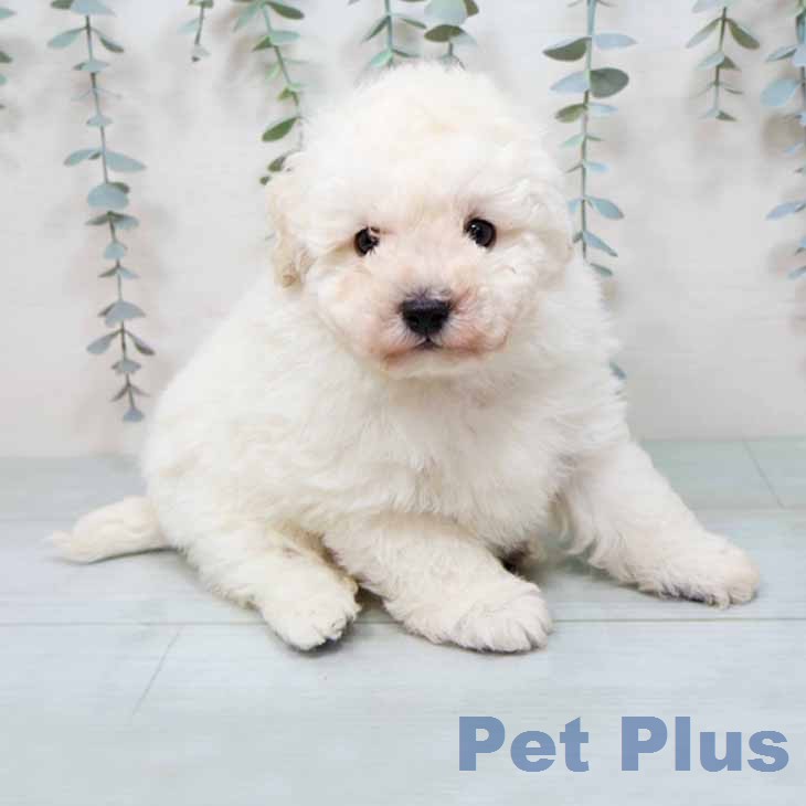 トイ・プードルの写真2