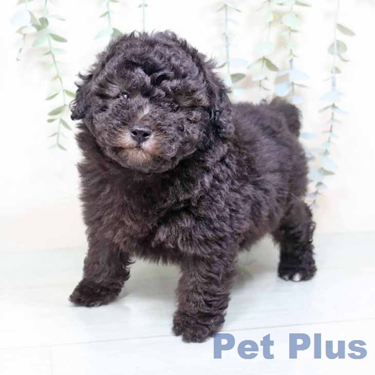 トイ・プードルの写真2