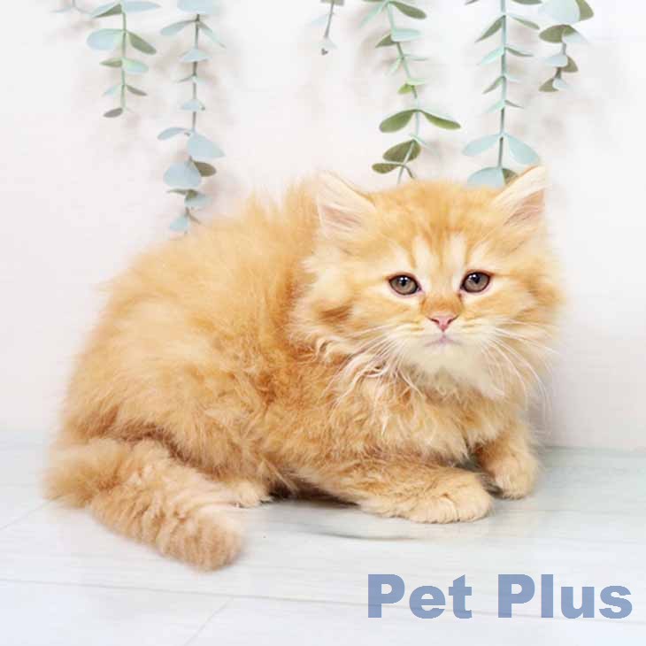 ラガマフィンの写真2