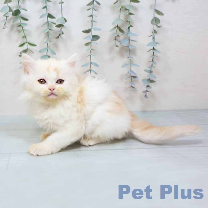 ラガマフィンの写真2