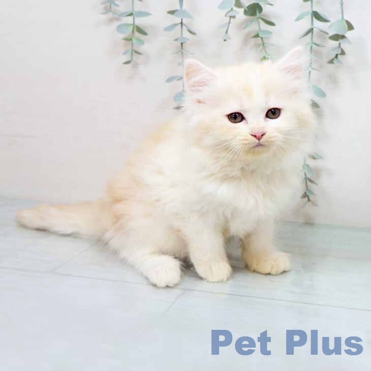 ラガマフィンの写真2