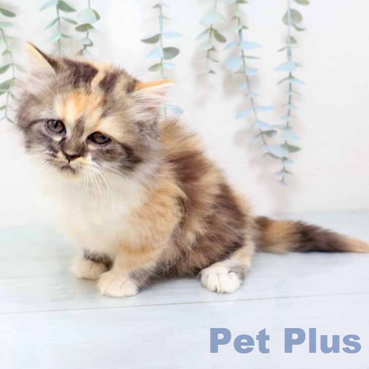 ラガマフィンの写真2