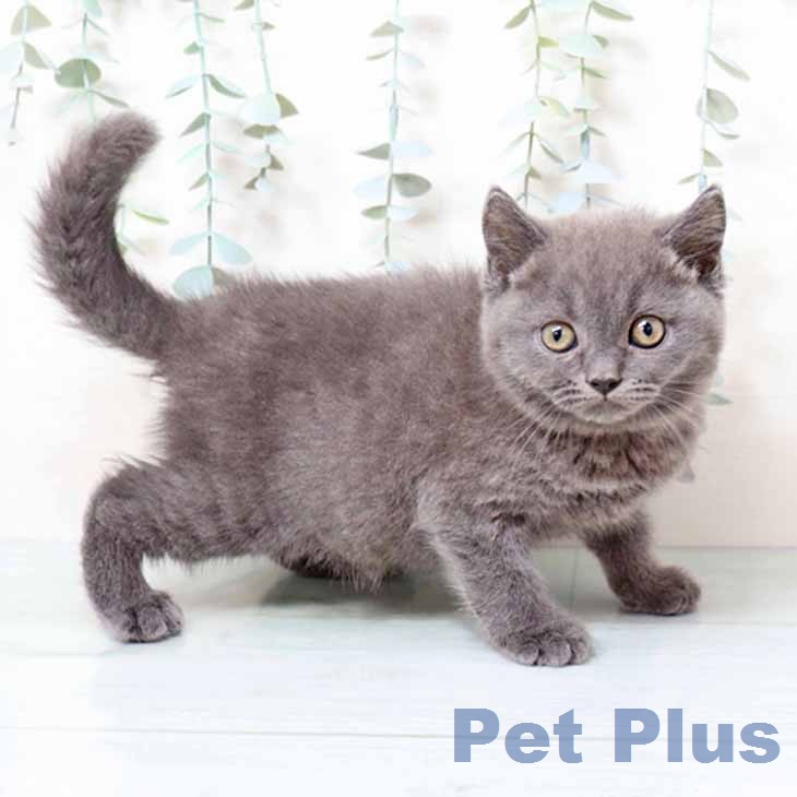 ブリティッシュショートヘア