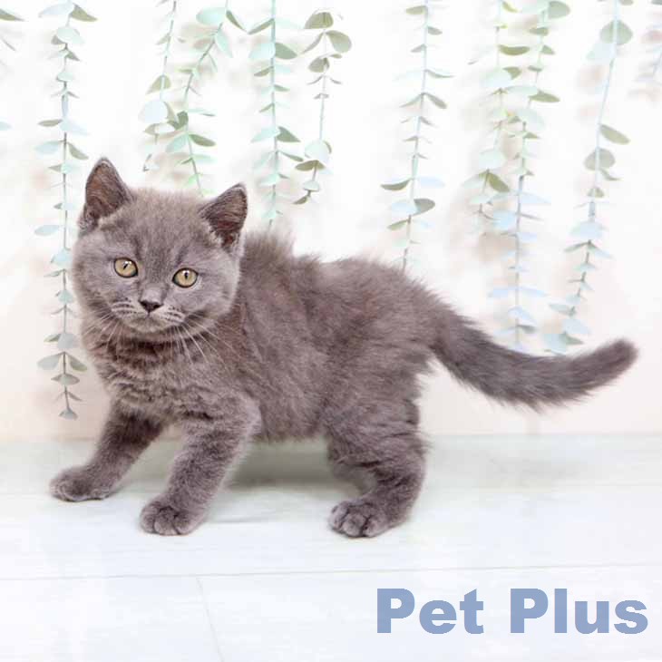 ブリティッシュショートヘアの写真2