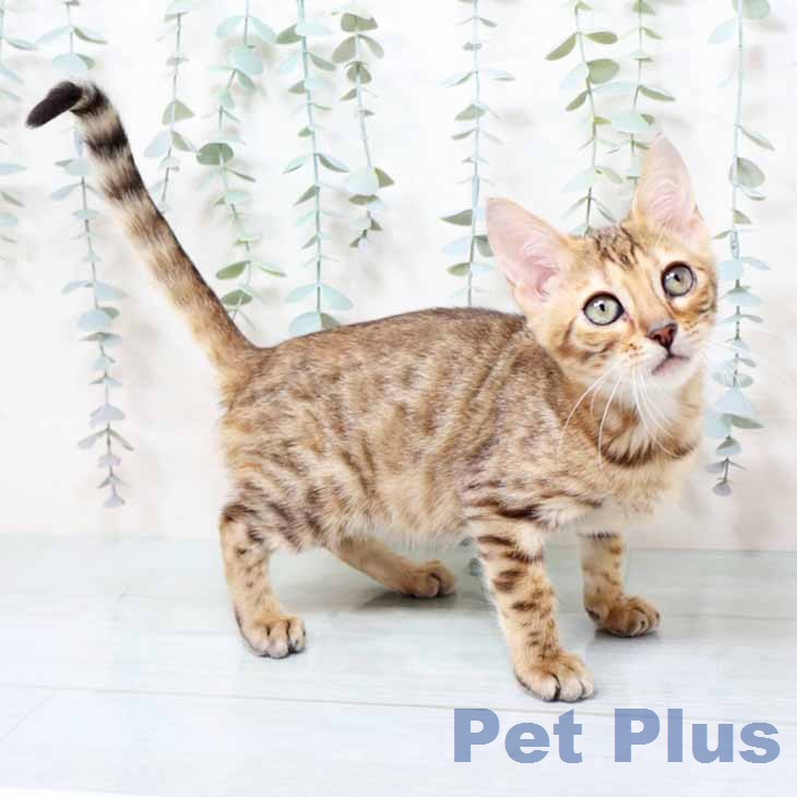 マンチカンの写真2