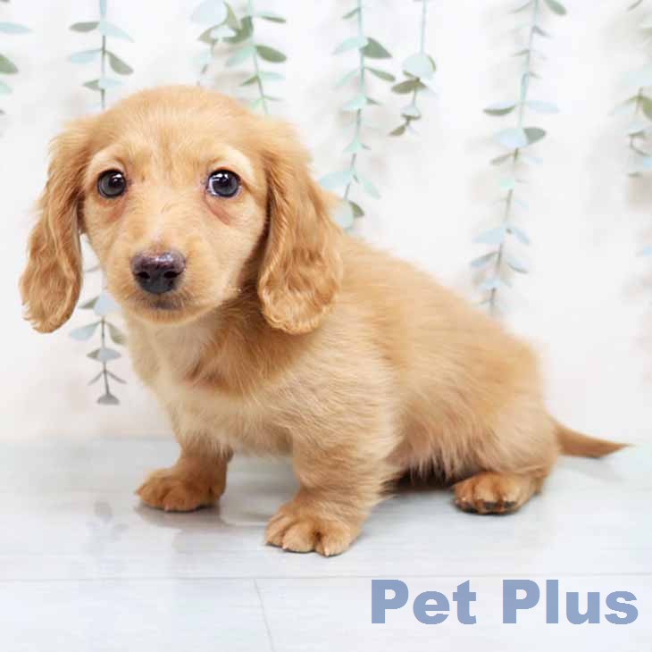 カニーンヘン・ダックスフンド