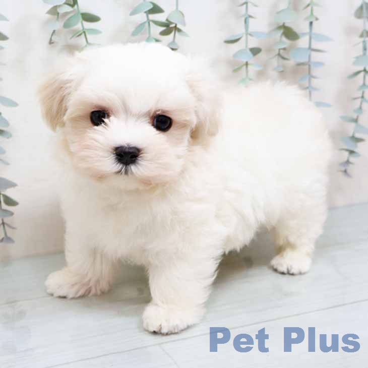 マルチーズの写真2