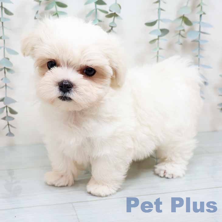 マルチーズの写真2