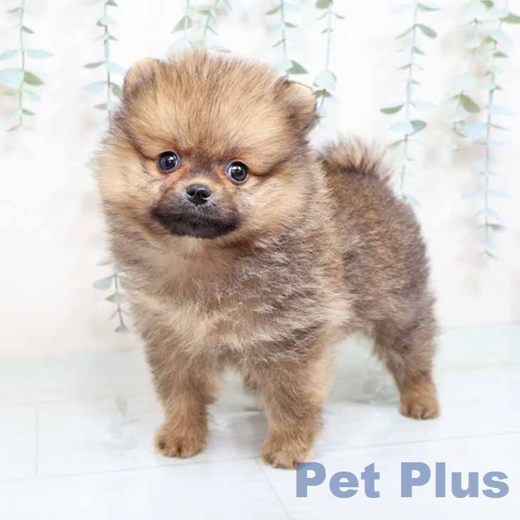 ポメラニアンの写真2