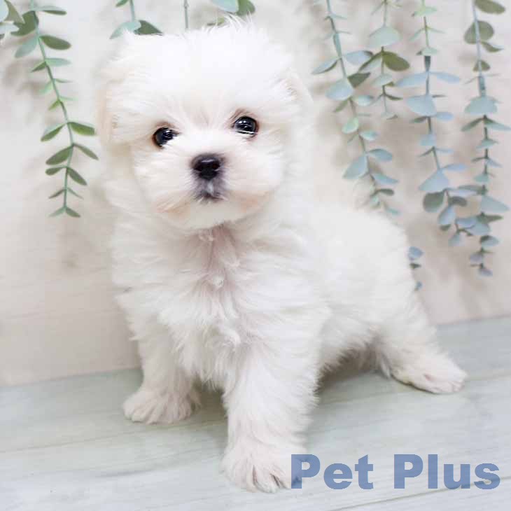 マルチーズの写真2