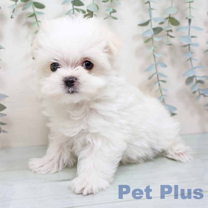 マルチーズの写真2