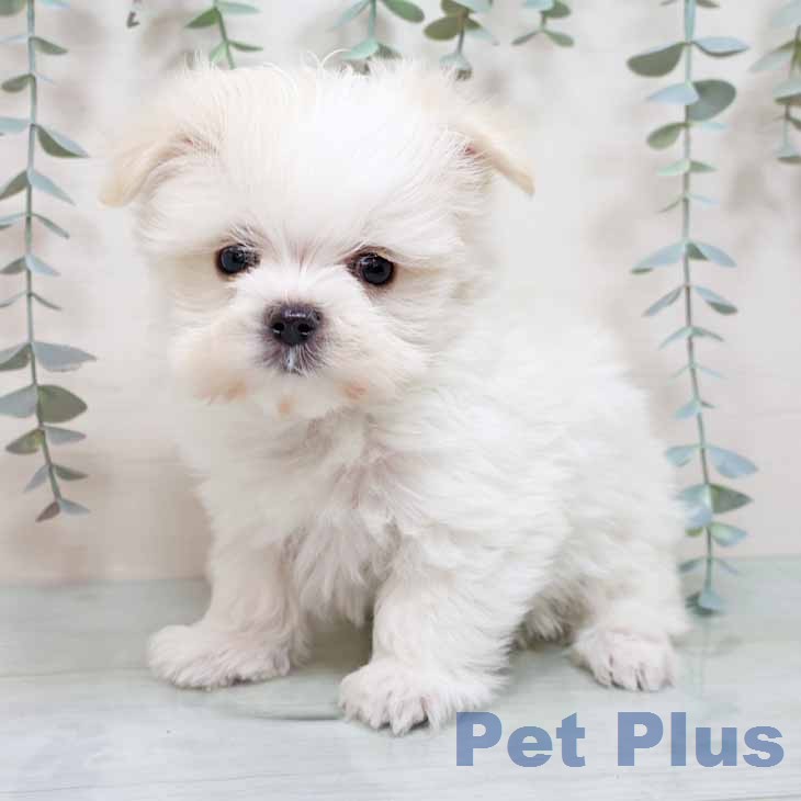 マルチーズの写真2