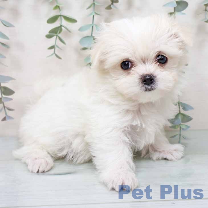 マルチーズの写真2