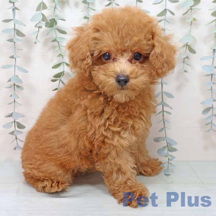 トイ・プードルの写真2