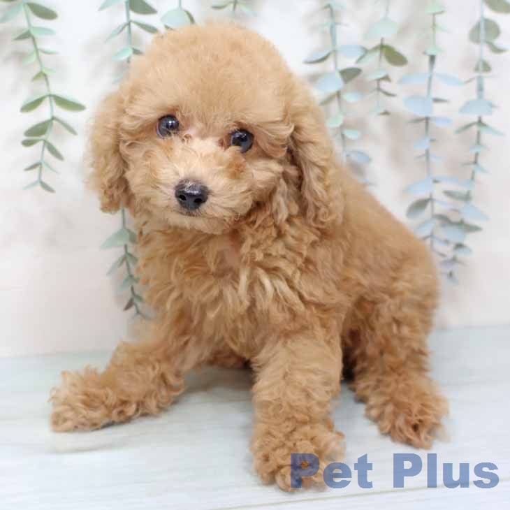 トイ・プードルの写真2