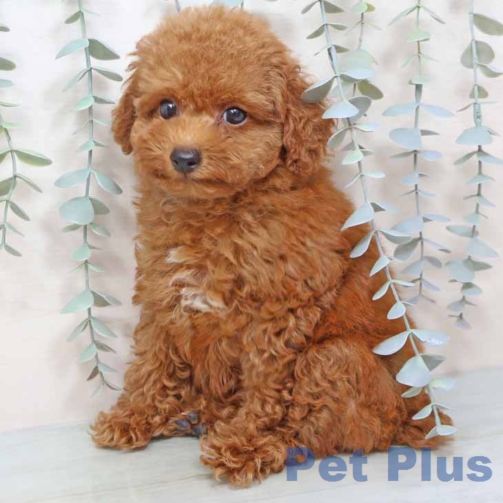 トイ・プードルの写真2