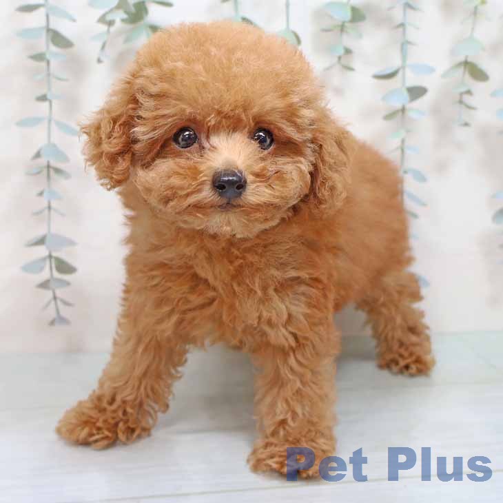 トイ・プードルの写真2