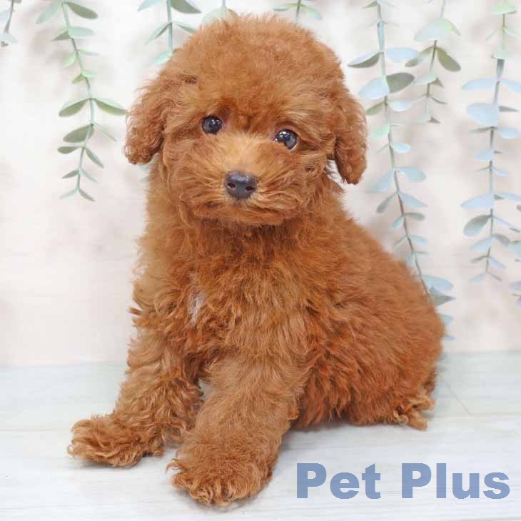 トイ・プードル