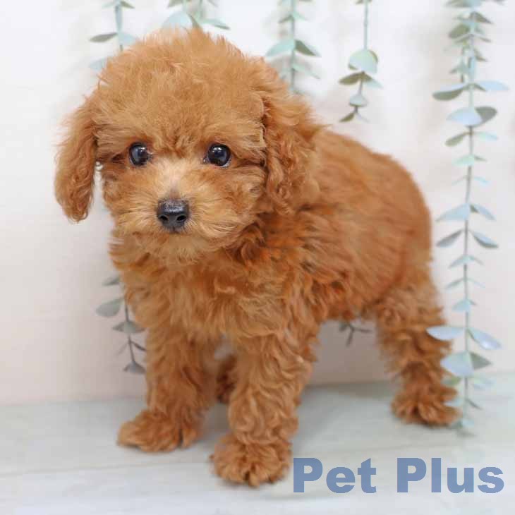 トイ・プードルの写真2