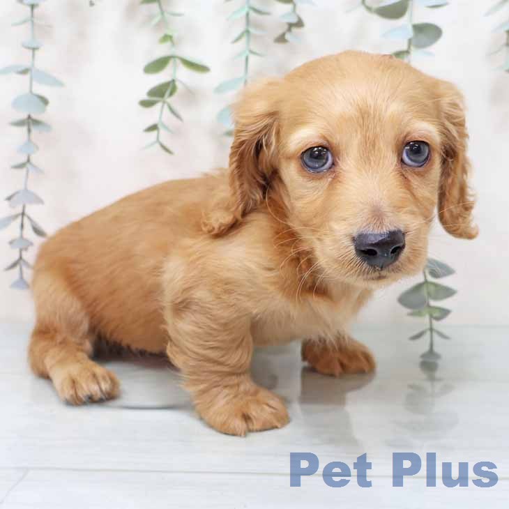 ミニチュア・ダックスフンドの写真2