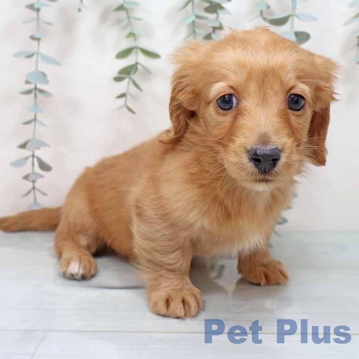 ミニチュア・ダックスフンド