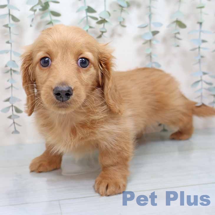 ミニチュア・ダックスフンドの写真2