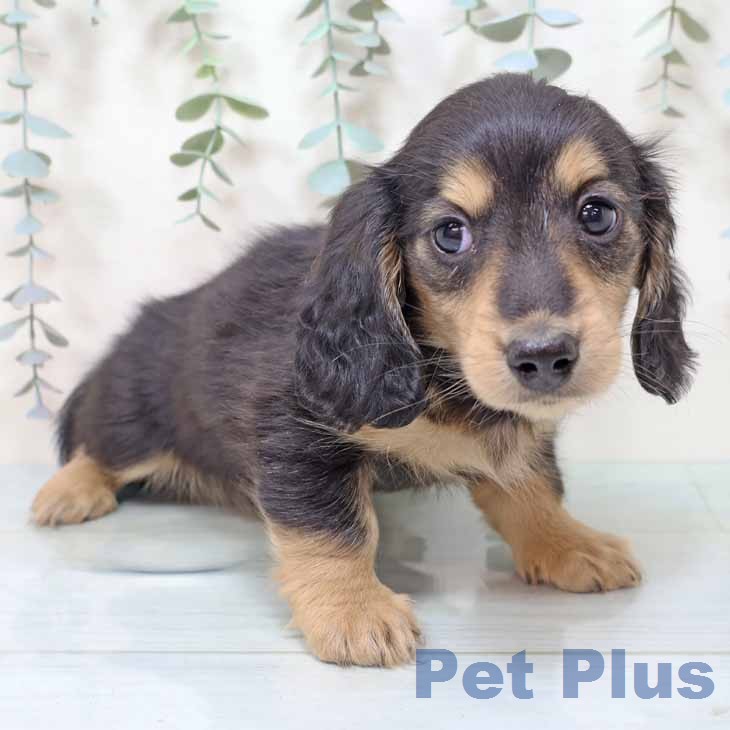 ミニチュア・ダックスフンドの写真2