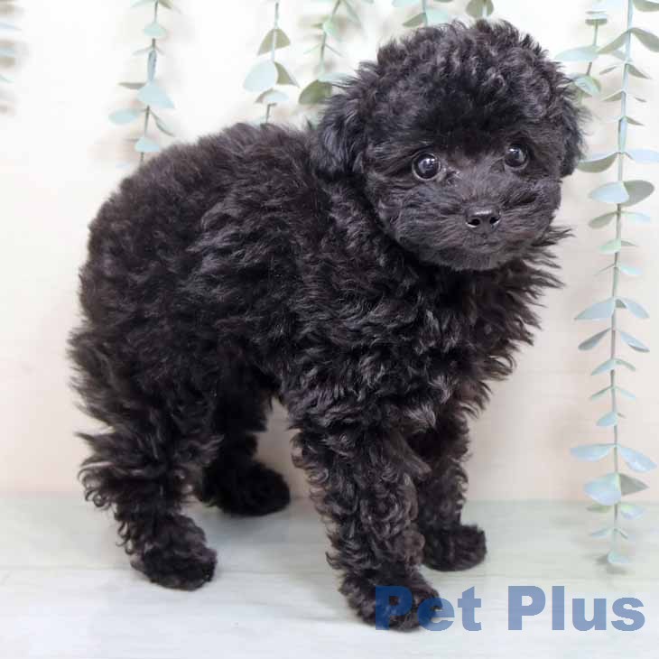 トイ・プードル