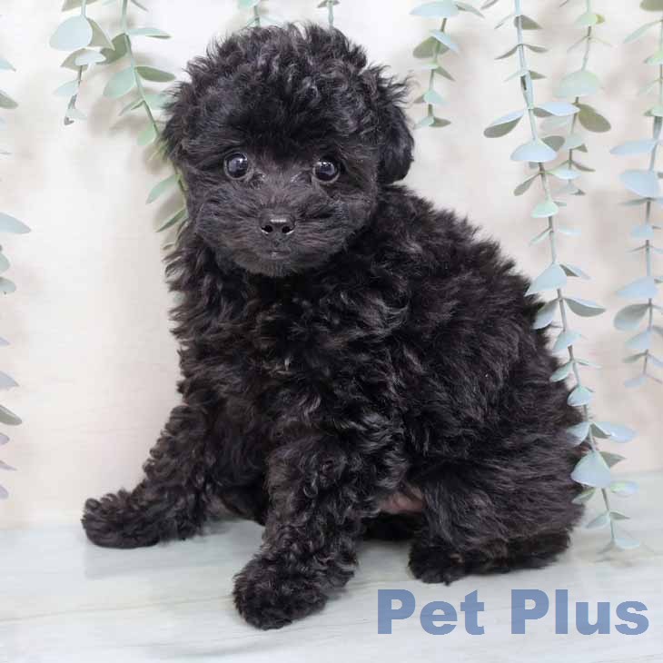 トイ・プードルの写真2